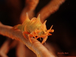 Dragon shrimp, Anilao, Philippines by Marylin Batt 